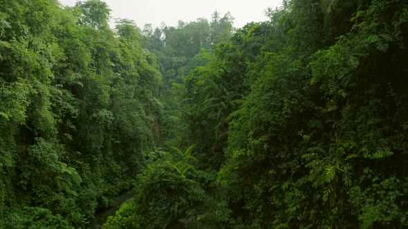 Aerial Drone Flight Through the Tropic Jungle Bali Indonesia