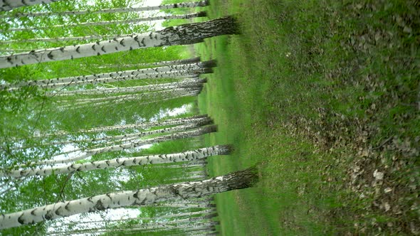 Walking Through the Birch Forest in the Summer. Green Forest. The Camera Is Spinning.