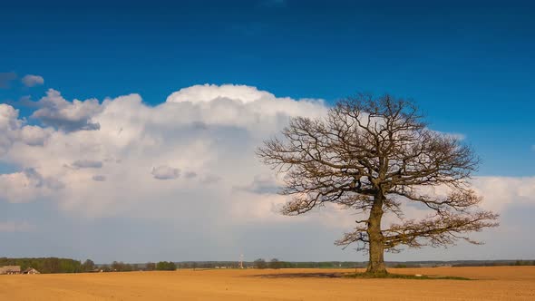 Timelapse Video of a Oak Tree and Cumulonimbus Clouds