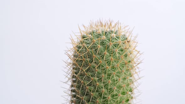 Close Up Of Mammillaria Spinosissima Plant Revolving Around Itself On The White Screen Background