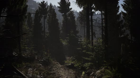 Pine and Spruce Tree Forest