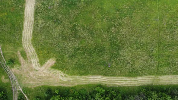 Aerial Photography Drone Top Shot of a Mown Meadow with Long Lines of Fresh Mowed Grass Rotating