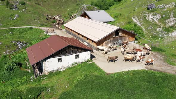 Cows on Swiss Alp; Cows on the alpine pasture. Kühe auf Schweizer Alp. Alp Drusa in Schiers im Prätt