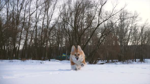 Little Funny Corgi Fluffy Puppy Walking Outdoors At The Winter Day 4