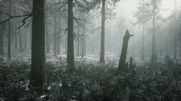 Winter Snowcovered Forest on a Cloudy Day