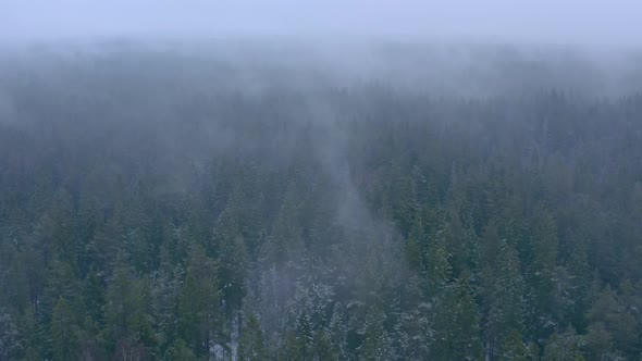 Winter Forest Drone 4K