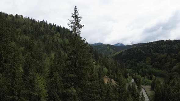 Ukraine, Carpathian Mountains: Spruce in the Forest. Aerial.