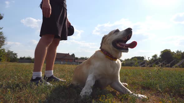 Labrador or Golden Retriever Lies Near His Male Owner on Green Grass