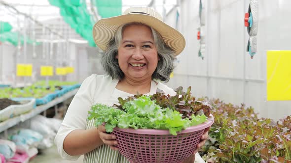 elderly women farming Grow organic lettuce in a small greenhouse.