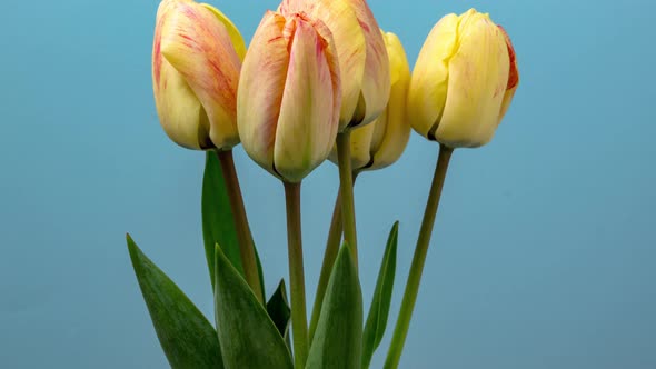 Tulips Blossoming Timelapse