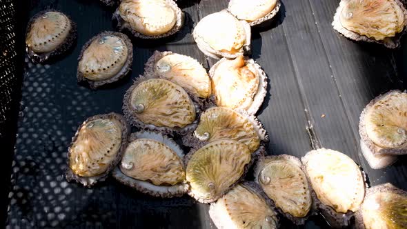 Beautiful live abalone (Haliotidae) gliding around; commercial farming