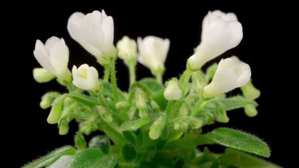 Time Lapse of Growing and Opening White Saintpaulia African Violet