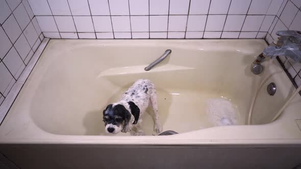 Wet dog standing in bathtub