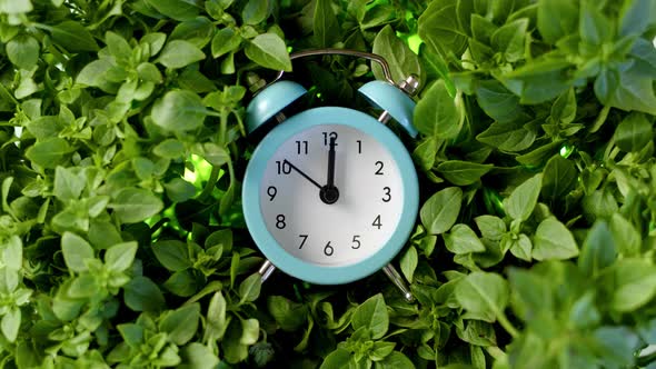 Vintage Blue Alarm Clock Lies in Basil Herb