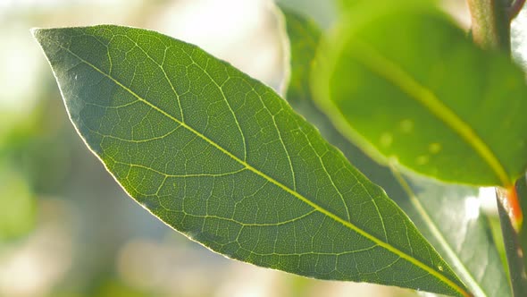 Green Laurus nobilis laurel tree leaf  outdoor slow panning shallow DOF 4K 2160p UltraHD footage - L