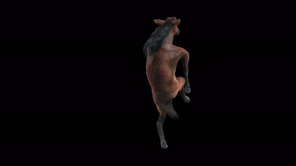 35 Horse Dancing 4K