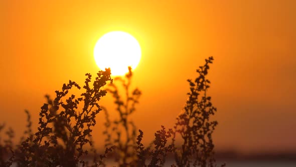 The Wind Sways the Dry Grass Against the Backdrop of a Beautiful Sunset