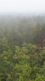 Vertical Video Fog in the Forest Aerial View