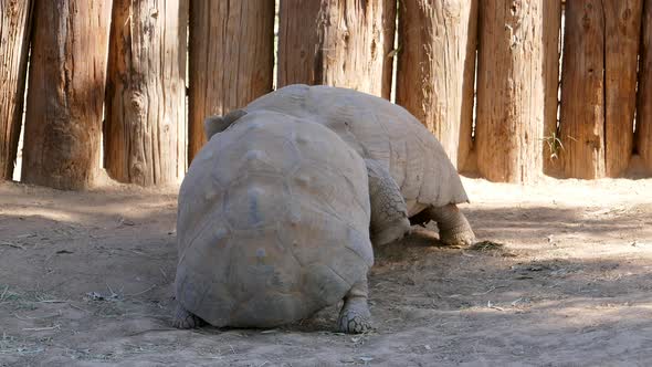 Tortoise fighting at the zoo.