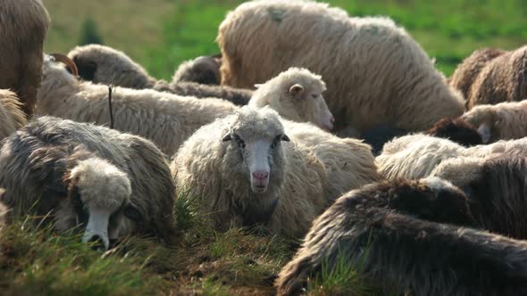 Herd of Sheeps Grazing on Pasture