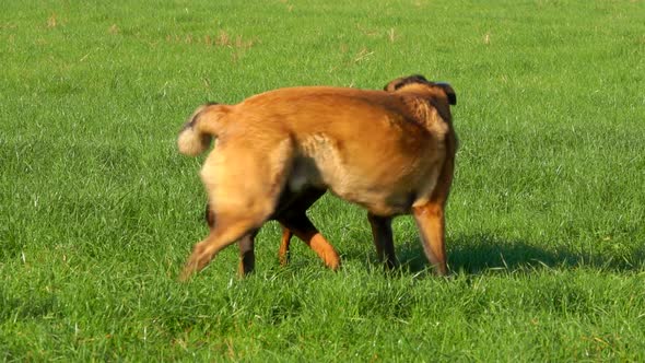 Cheerful Doberman and Belgian Shepherd Malinois are Playing on the Green Field