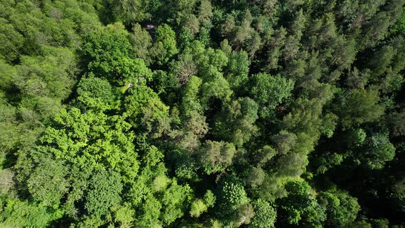 Green leafy deciduous forest treetops - directly above aerial push in