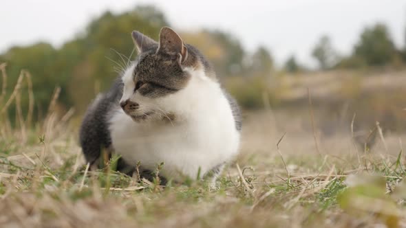 Felis catus animal resting outdoor in the field  4K 3840X2160 30fps UHD footage -  Domestic gray and