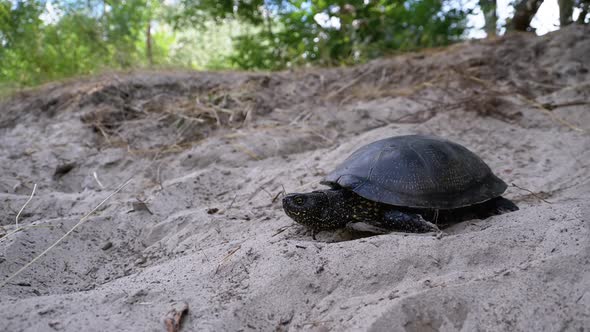 River Turtle Crawling on Sand To Water Near Riverbank. Slow Motion