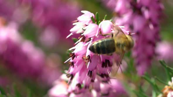 Slowmotion Macro of wild bee pollinating pollen of pink flower.