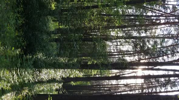 Vertical Video of a Forest with Pine Trees