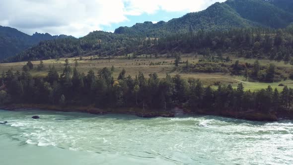 Altai River And Forest