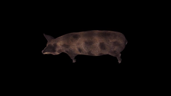 Boar Walk Top View