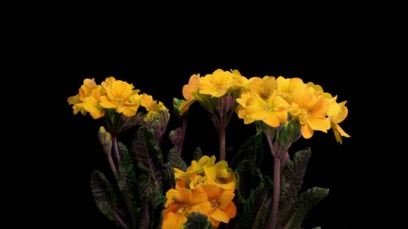 Yellow Primrose Flowers on a Black Background Time Lapse