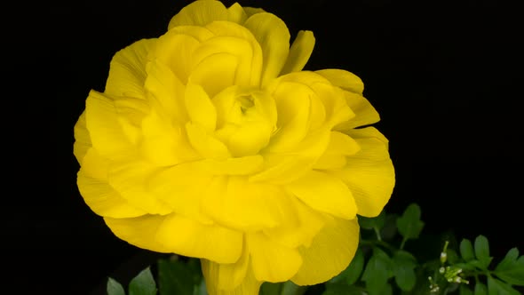 Yellow flower Ranunculus bloom in time lapse