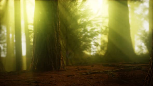 Firefly in Misty Forest with Fog alt