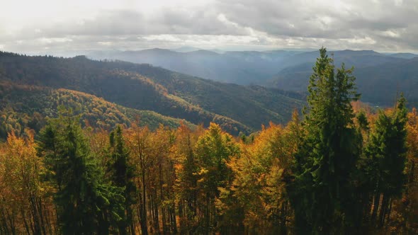 Golden Autumn Drone View of Forest Landscape with Yellow Trees From Above