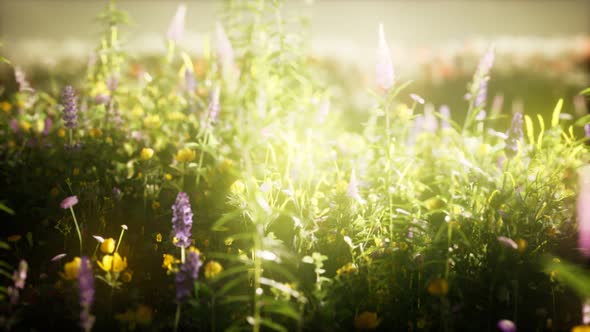 Wild Flowers in the Field alt