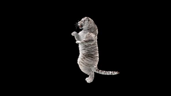 White Tiger Dancing HD