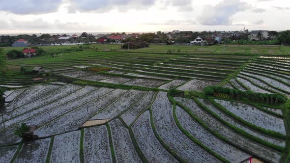 Slow Moving Aerial Establishing Shot of Indonesia Rice Paddies in Bali
