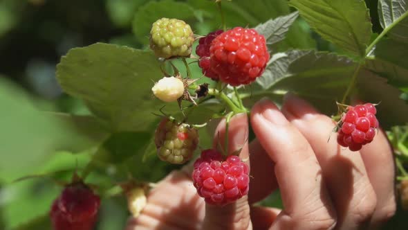 Female Hands Are Picking Large Juicy Raspberries From the Bush 
