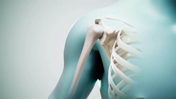 Osteoporosis on the Humerus Animation