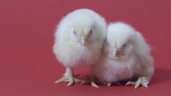 Two Sleepy Little Yellow Chickens. Easter Symbol. Fluffy Chicks. Pink Background