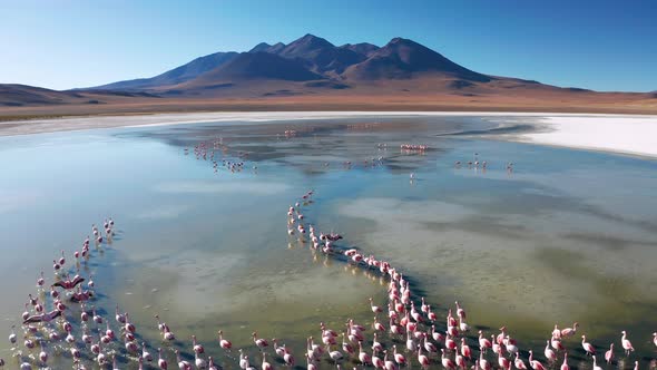 Sunrise View of Laguna De Canapa with Flamingo Bolivia Altiplano