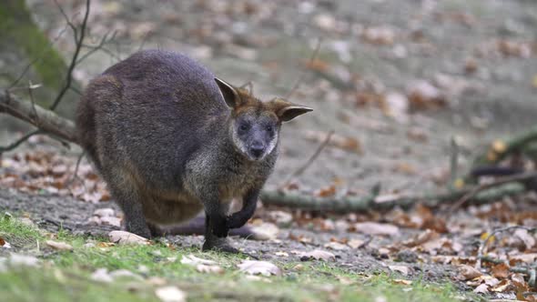 Swamp Wallaby, Wallabia bicolor. Known as the black wallaby