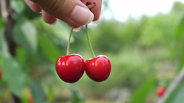 Harvesting from the trees. A woman picks ripe cherry berries.