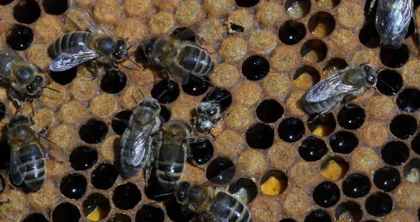 |European Honey Bee, apis mellifera, Bees working on a Brood frame