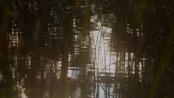 Pond surface trough grass with sunny reflection