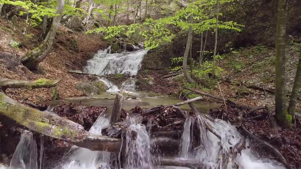 Forest Stream Spring