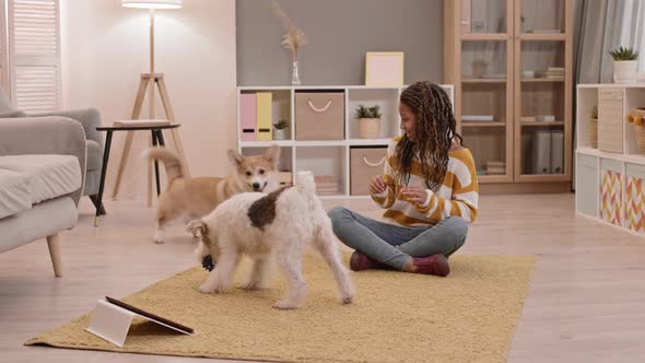 Girl Watching Dogs Playing at Home