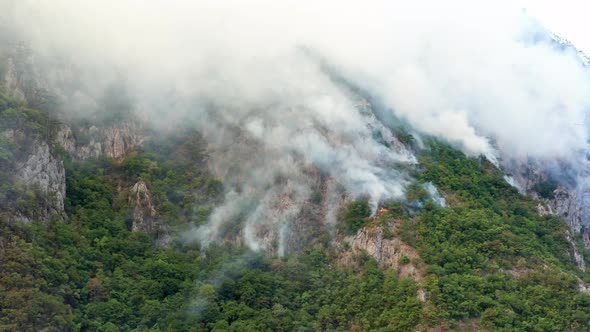 Rainforest burning in a WILDFIRE, white plumes of thick smoke billowing over green hillside - cliff.